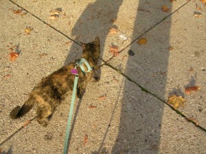 kitty on leash